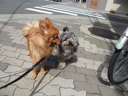 天馬と春馬