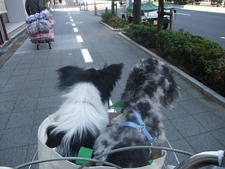 こんな可愛い光景を見たり
