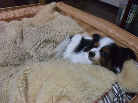 こんなでっかいベッドで寝てる♪