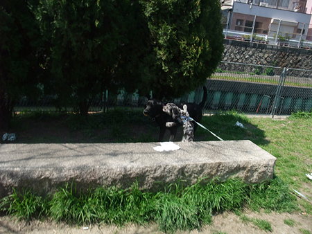 いつまで挑戦しとんねん