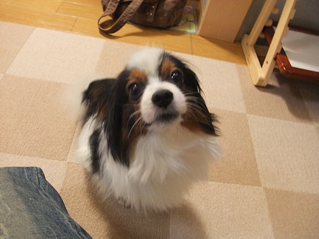 流光たんお迎え
