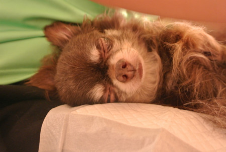 眠れるわっくんです