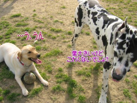 ドッグラン