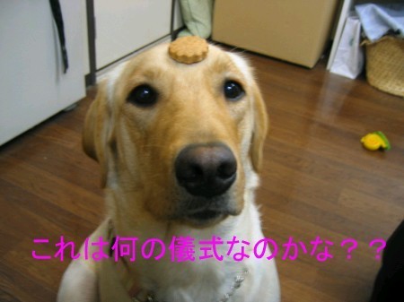 画像 1735