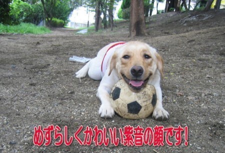 かわいい紫音