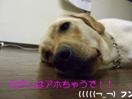 写真またはビデオ 142