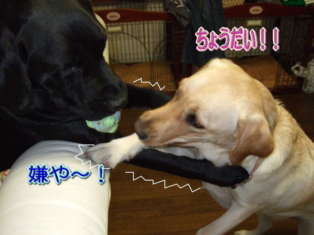 取り合い1