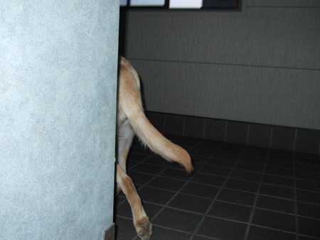 写真またはビデオ 117