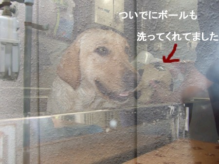 犬の床屋