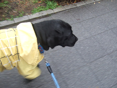 歩調合せてあるけるもん