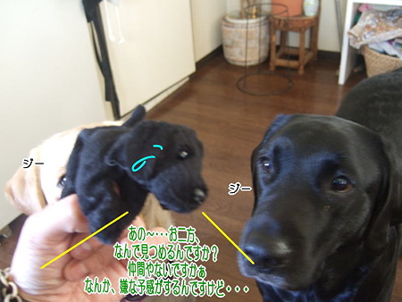 ダッコラブ2