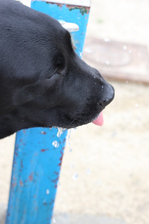 お水
