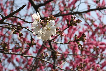 桜さいてた