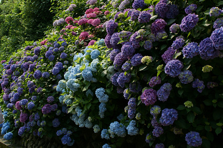 鎌倉の紫陽花0614ta