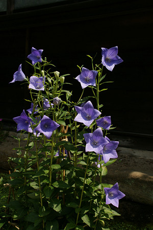 桔梗の花海蔵寺0719ts
