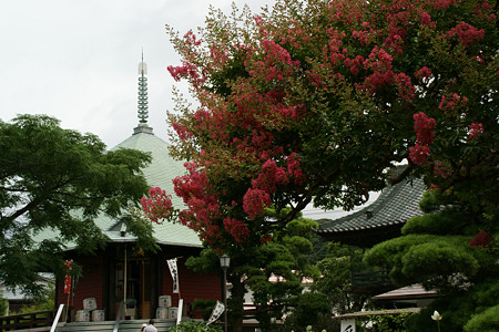 サルスベリ本覚寺0810tb