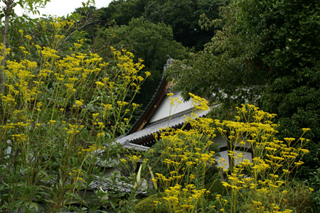 秋の花オミナエシ来迎寺