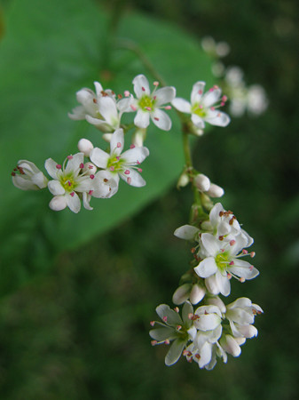 シャクチリ蕎麦の花、北鎌倉。(9/15)