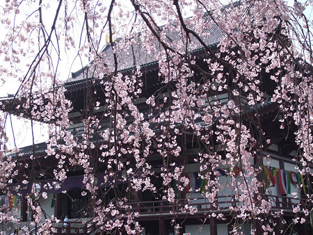 枝垂桜増上寺0324p
