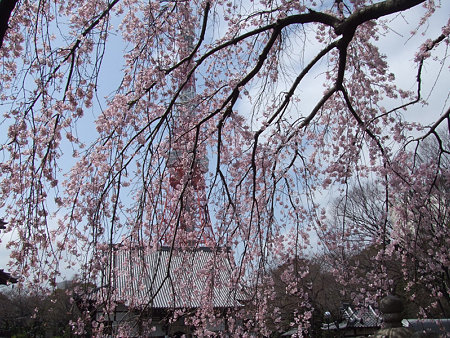 枝垂桜増上寺0324w