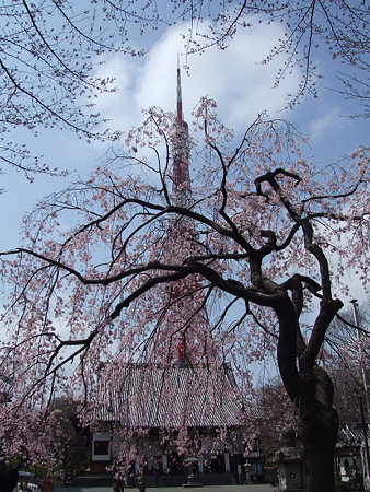 枝垂桜東京タワ0324x