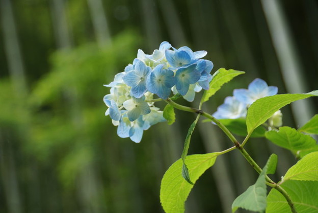紫陽花と竹林!140607