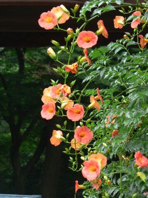 妙本寺のノウゼンカズラ0707tb