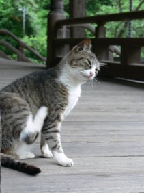 妙本寺猫0707q