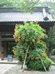 妙本寺ノウゼンカズラ0707w