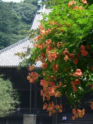 妙本寺ノウゼンカズラ0728te