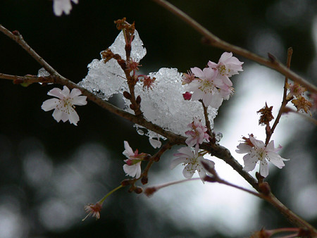 十月桜と雪2006a