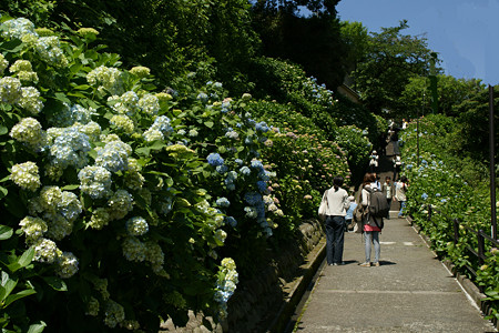 紫陽花成就院0601ta