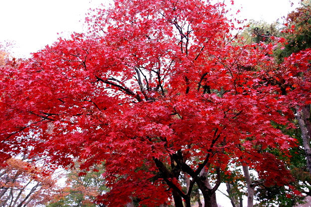 小諸懐古園の紅葉 写真共有サイト フォト蔵