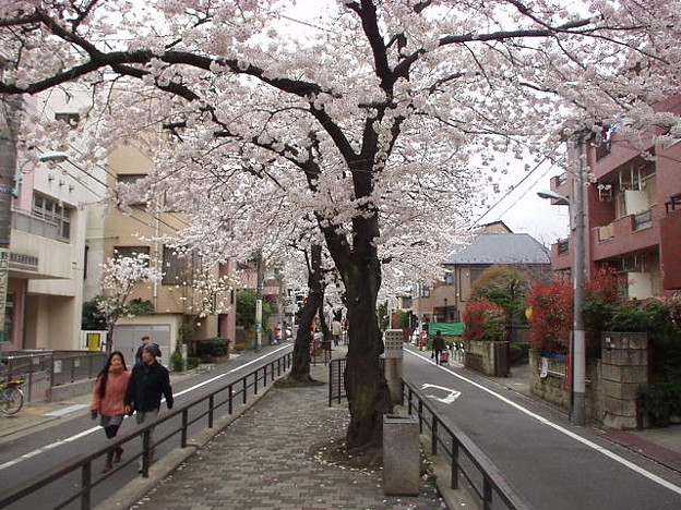 西小山の桜並木 写真共有サイト フォト蔵