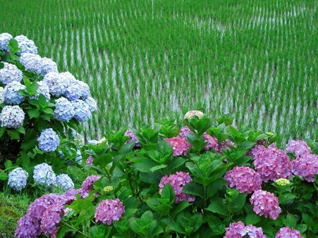 DSCN3241