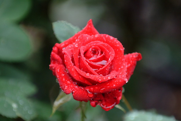 雨と薔薇 写真共有サイト フォト蔵