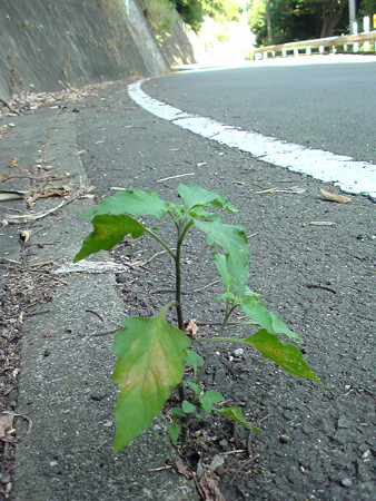 DSC00321