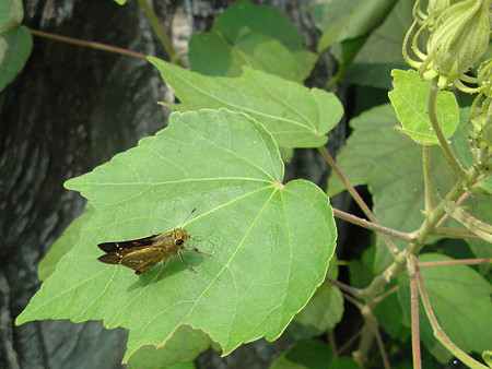 DSC00147