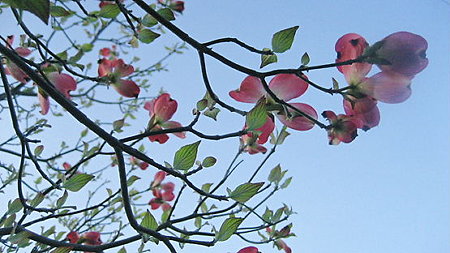 空に よりそい