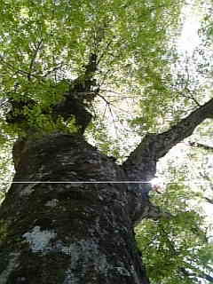 阿蘇神社の木