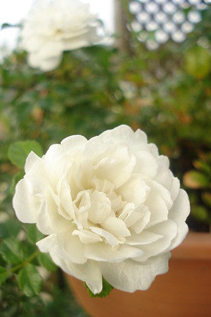涼しげに…夏の薔薇♪