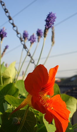 ナスタ1番花♪