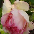 Photos: ぴ5099