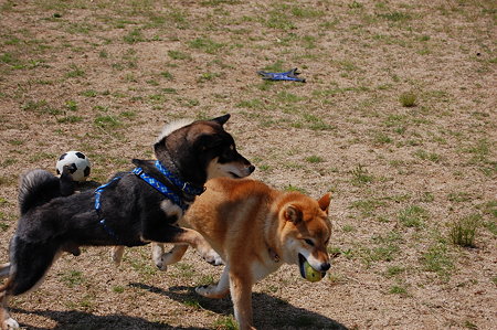 2009_04290004