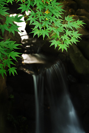 砧公園の滝