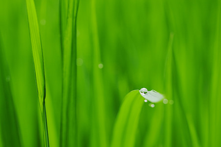 朝露あげるよ