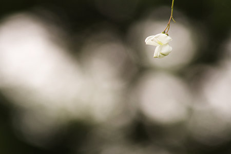 花一つ