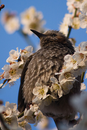 お花見
