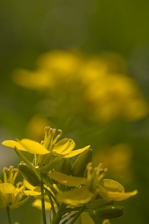 菜の花