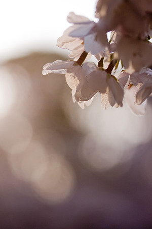 朝桜